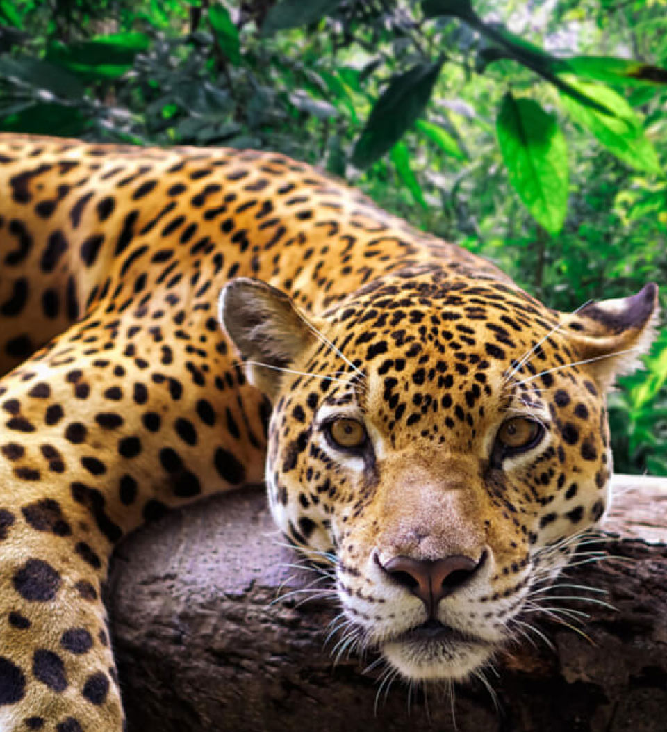 Cargill Sustainability